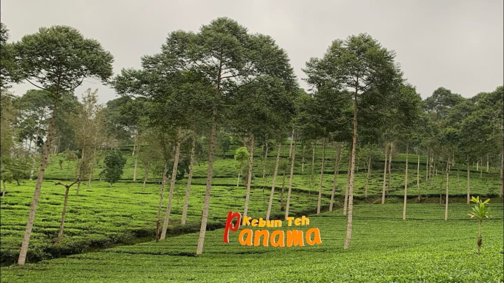 Kebun Teh Panama